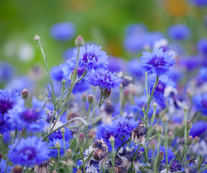 Cornflower
