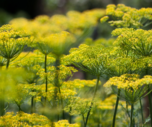 Dill