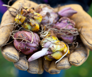 Bulbs