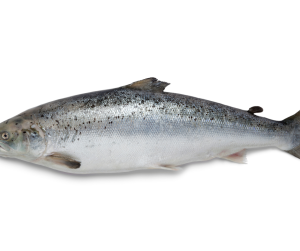 Fish