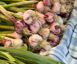Garlic