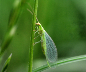 Lacewing