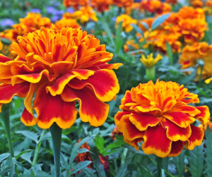 French Marigolds (Tagetes)