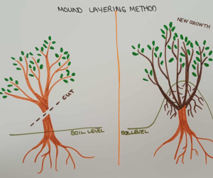 Mound Layering