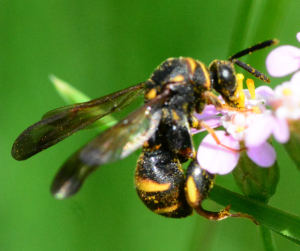 Parasitic Wasps