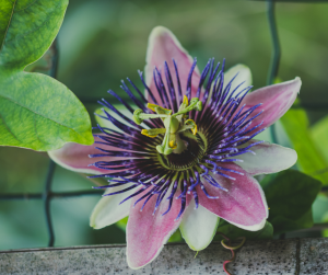 Passionflower