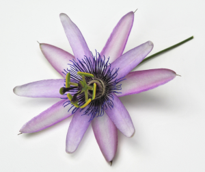Passionflower