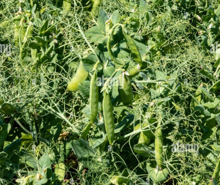 Companion planting