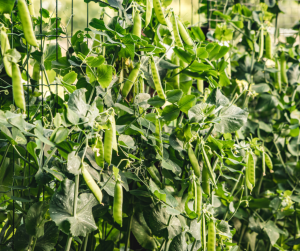 Peas on trellis