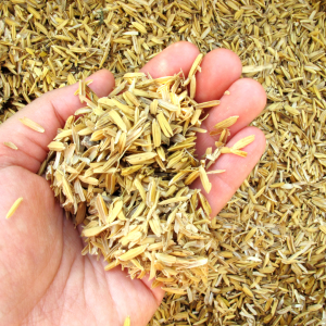 Rice Hulls