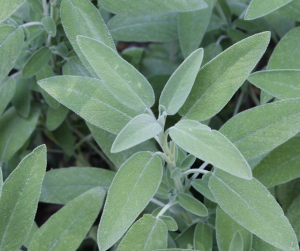 Sage