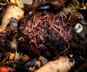 Worms feeding