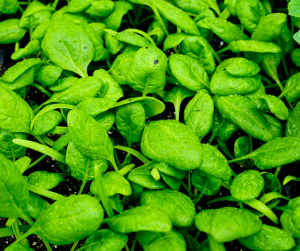 Spinach Seedlings