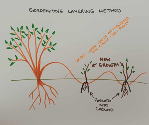 Serpentine Layering