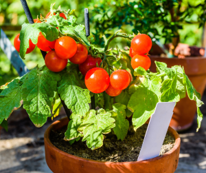 Tomato