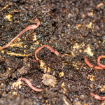 Specialist Worm Mixes