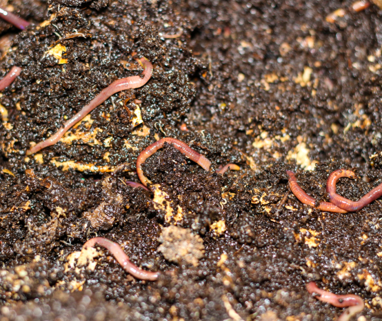 Specialist Worm Mixes