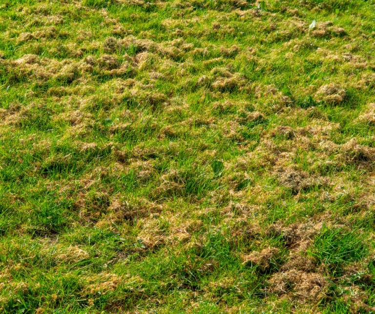 Dry grass clippings