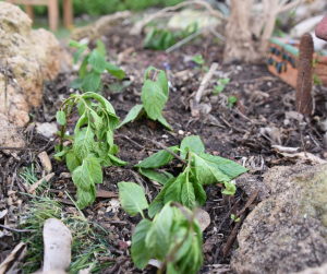 Wilting Greens