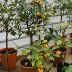 Dwarf/patio fruit trees