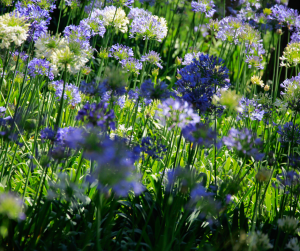 Agapanthus