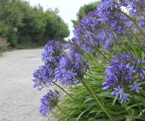 Agapanthus