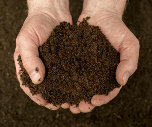 Aged compost