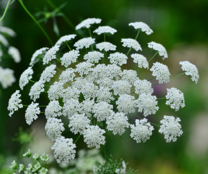 Ammi majus