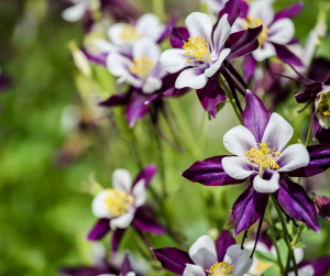 aquilegia