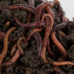 Worms