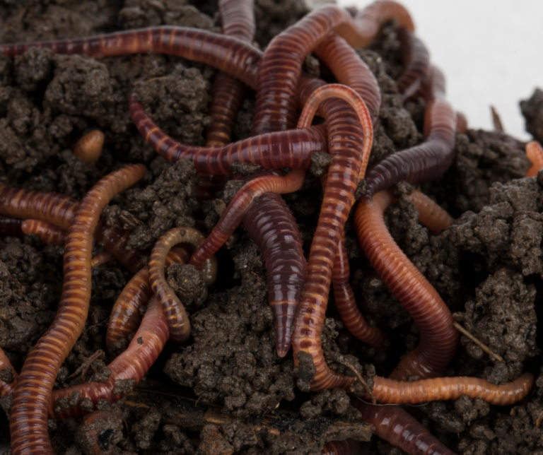Red Wigglers