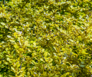 Berberis