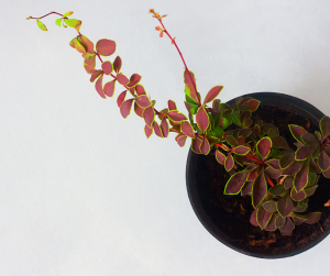Berberis Cutting