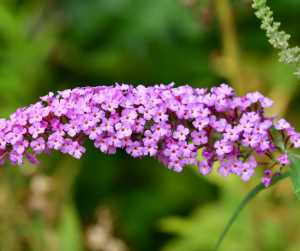 Buddleja
