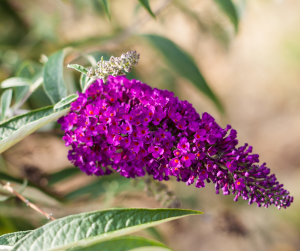 Buddleja