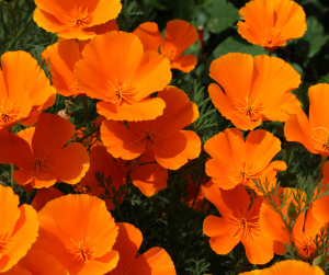 california poppy