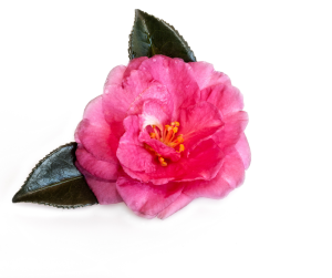 Camellia