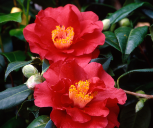 Camellia