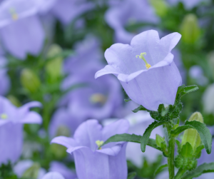 canterbury bells