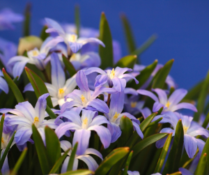 chionodoxa (2)