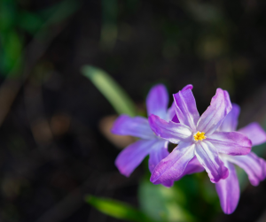 chionodoxa