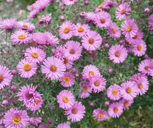 Aster