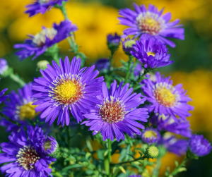 Aster