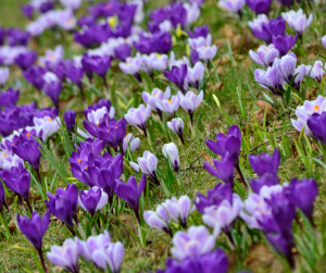 Crocus