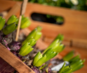Hyacinth