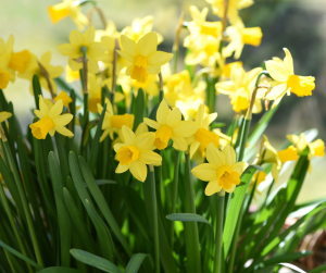 Daffodils