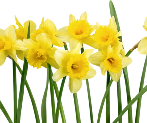 Daffodils