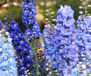 delphinium