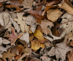 Dry leaves
