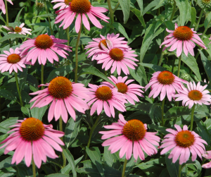 echinacea